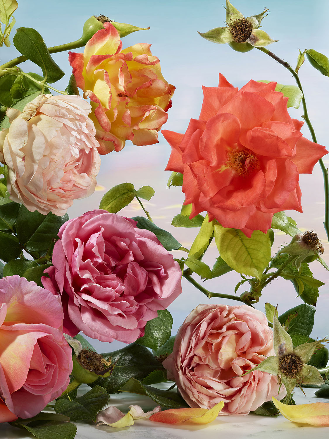 roses blanche, jaune, rouge orangée, rose parme, rose pâle et rose au coeur jaune