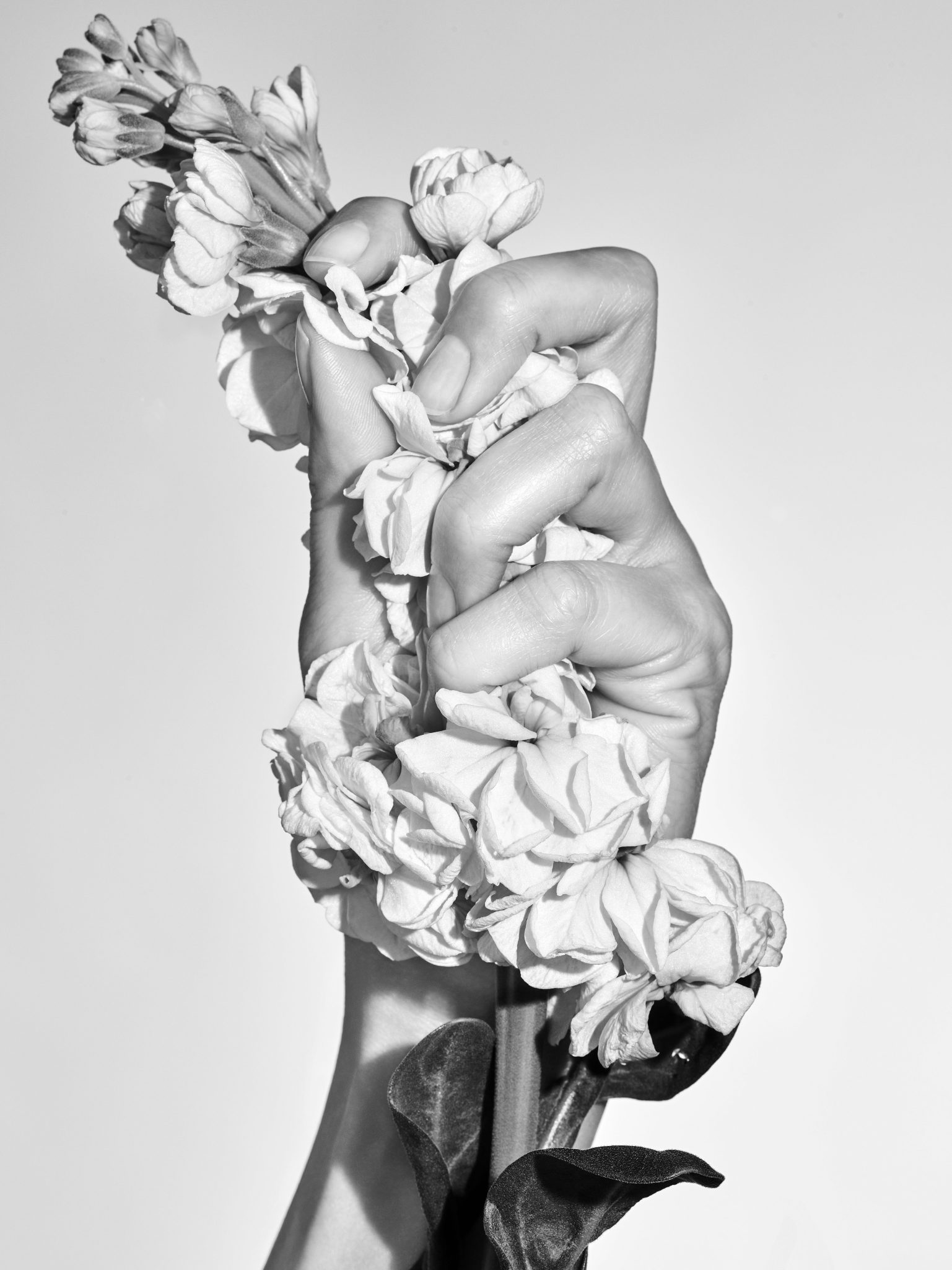 fleur de girofle blanche tenue dans une main