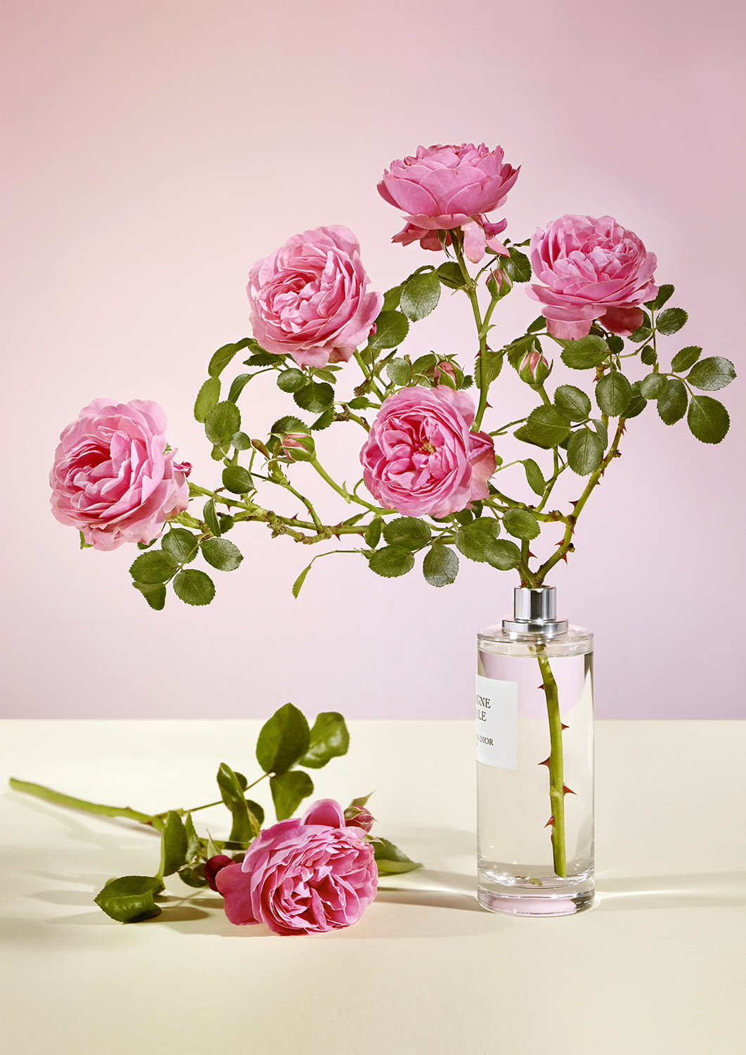 une branche de rosier avec des roses dans un flacon de parfum Christian Dior